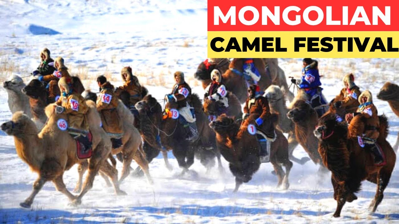Mongolia holds camel festival to promote tourism