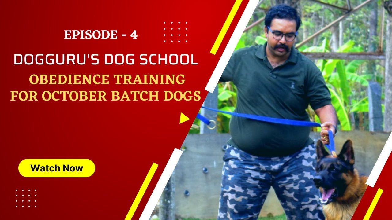 Best Dog Training in Bangalore| Obedience training for October Batch Dogs Amrut DogGuru | #bangalore