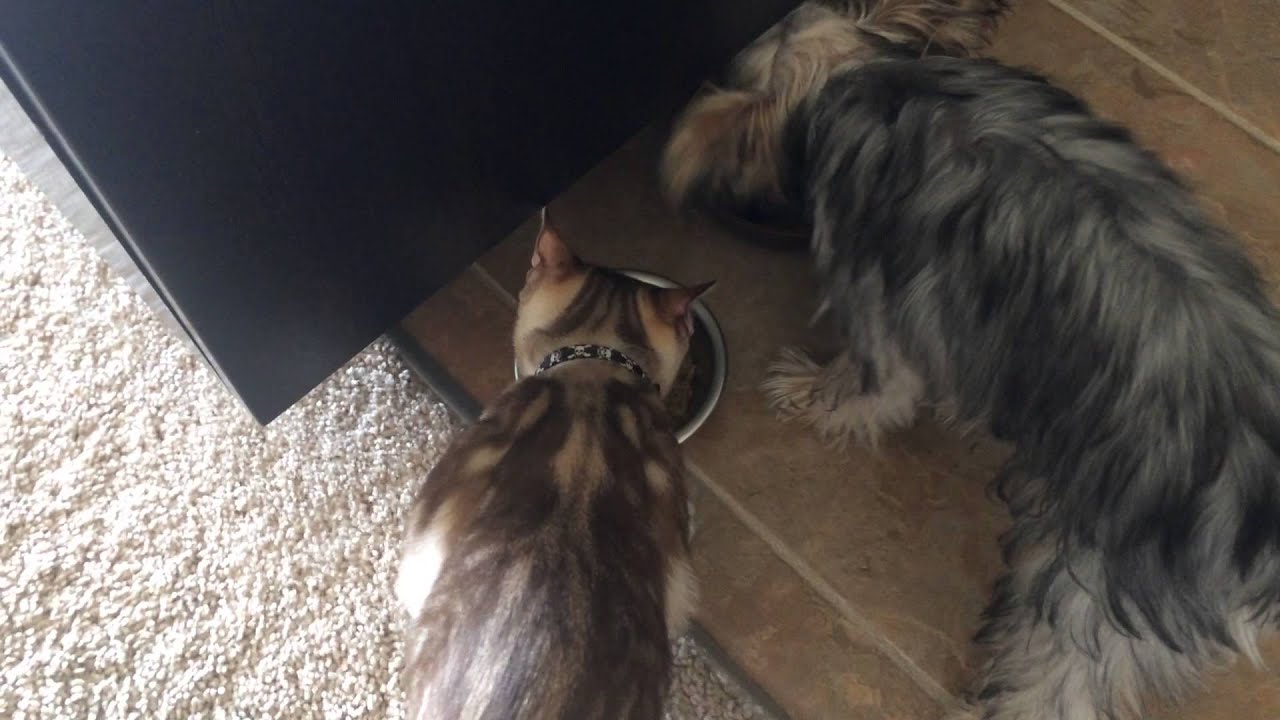 Pixie stealing Petipan's food - Video 2