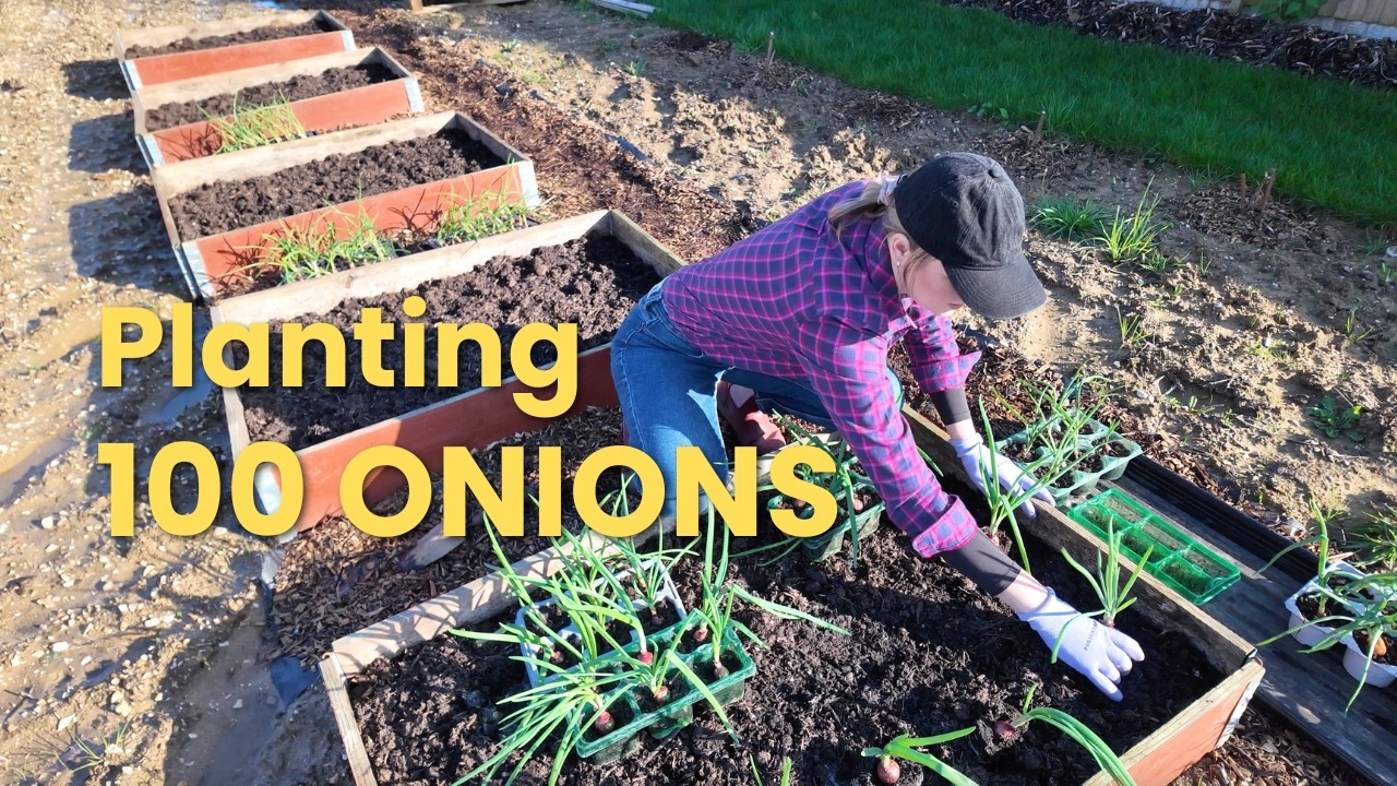 Planting 100+ Onions in Raised Beds 🧅 | Faulty Compost Update | Sunny Allotment Vlog UK