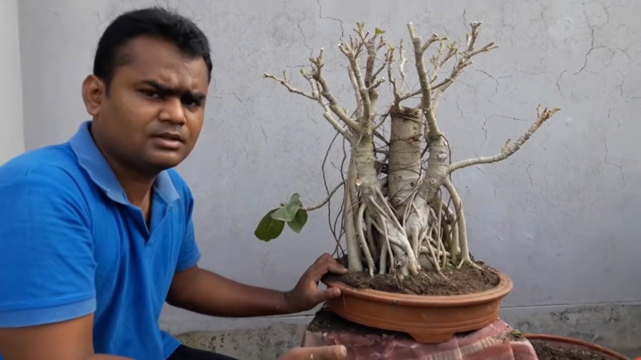 How to repot and pruning bonsai banyan tree: