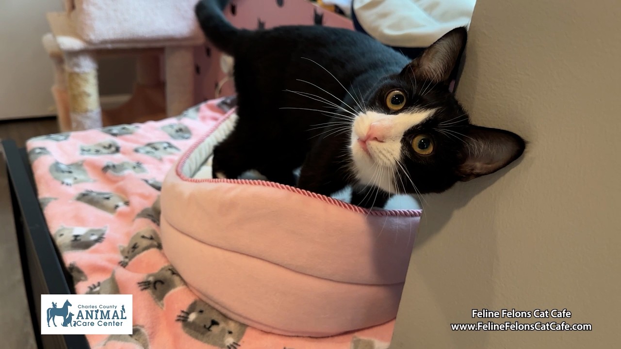 How the Charles County Animal Care Center and Feline Felons Cat Café Changed over 1,000 lives