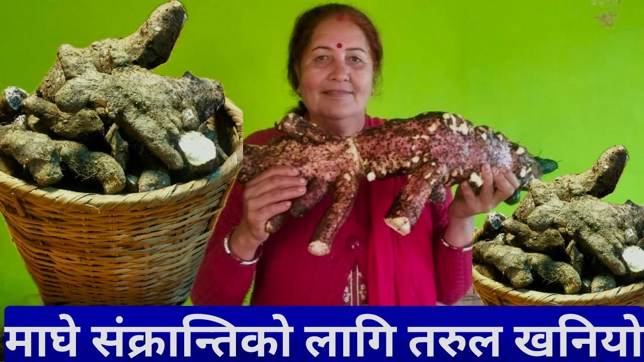 माघे संक्रान्तिको लागि तरुल खनियो