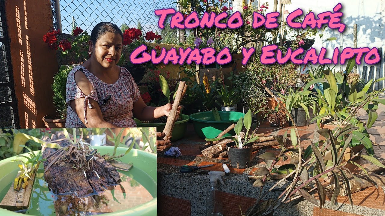 Estás Maderas me han Funcionado Muy Bien con mis Orquideas 👍 !!! // 🪵🍃🤔🌺