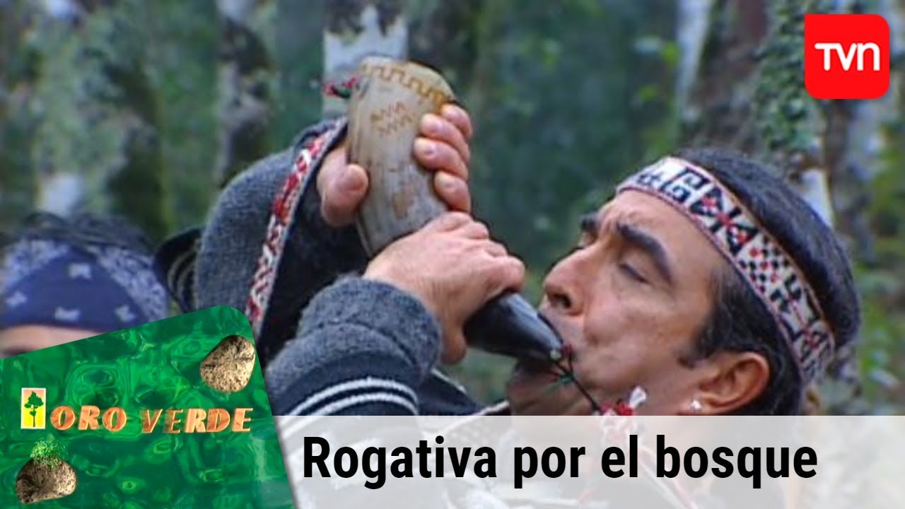Rogativa por el bosque | Oro verde - T1E102