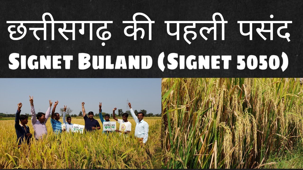 सिग्नेट बुलन्द(सिग्नेट 5050)ने छत्तीसगढ़ के किसानो को किया मालामाल | कृषि जानकारी | डॉ. सुदेश शर्मा