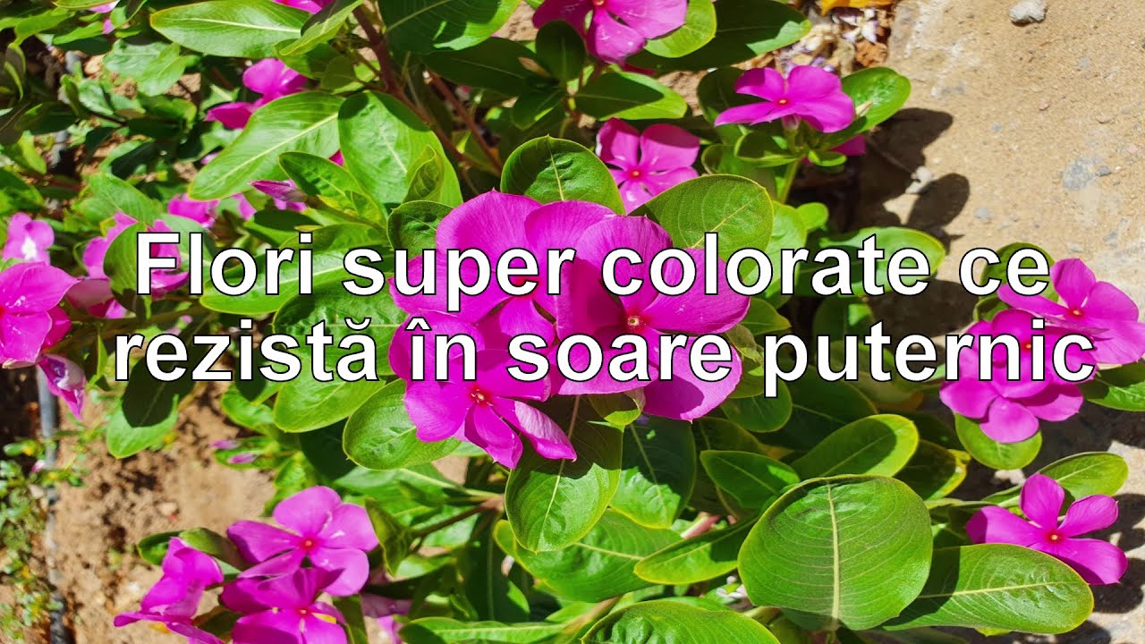 Flori super colorate ce rezista la soare puternic!
