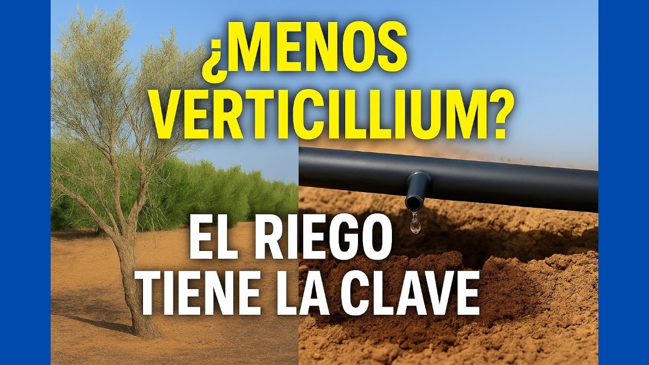 🟥 Este Cambio en el Riego ha Frenado el Verticillium y Pocos lo Saben