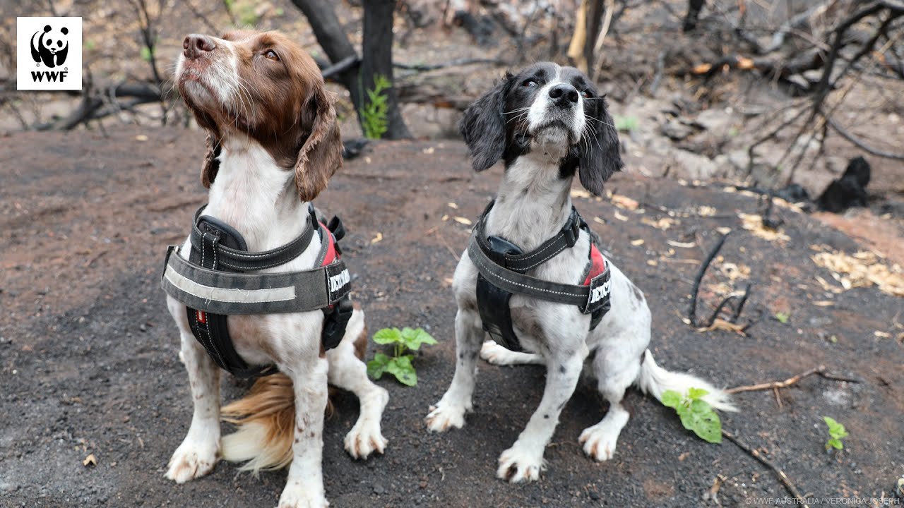 🐶🐨 Detector Dogs Find Koalas Surviving in Burnt Out Forest | WWF-Australia