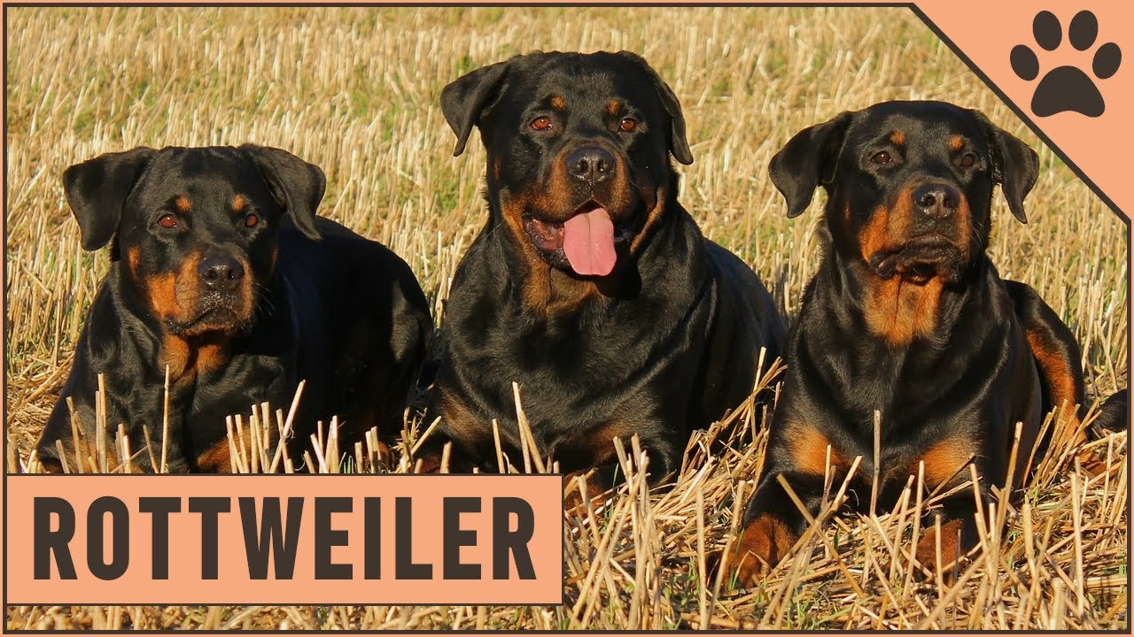 Rottweiler Dog Breed Information