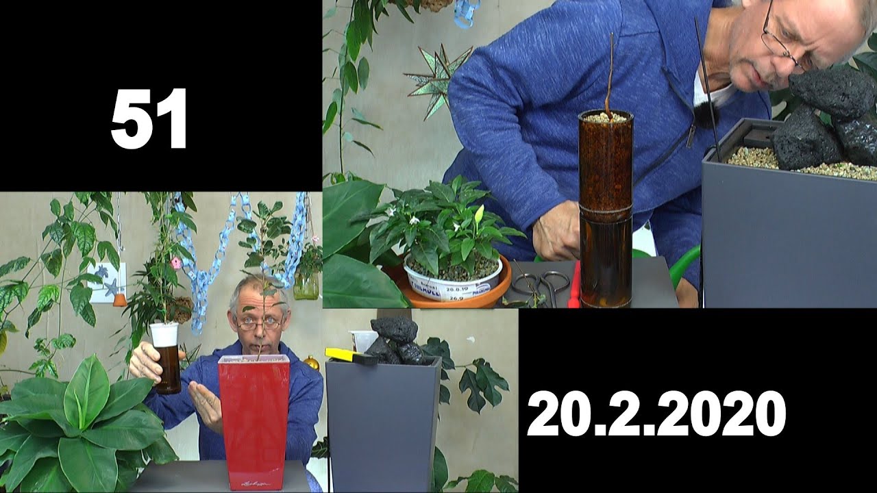 Pistazien Pflanze, Litschi Pflanze und Sternfrucht Pflanze. Wie es weiter geht und Pistazie Neustart