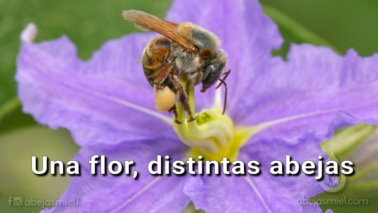 Una flor, distintas abejas