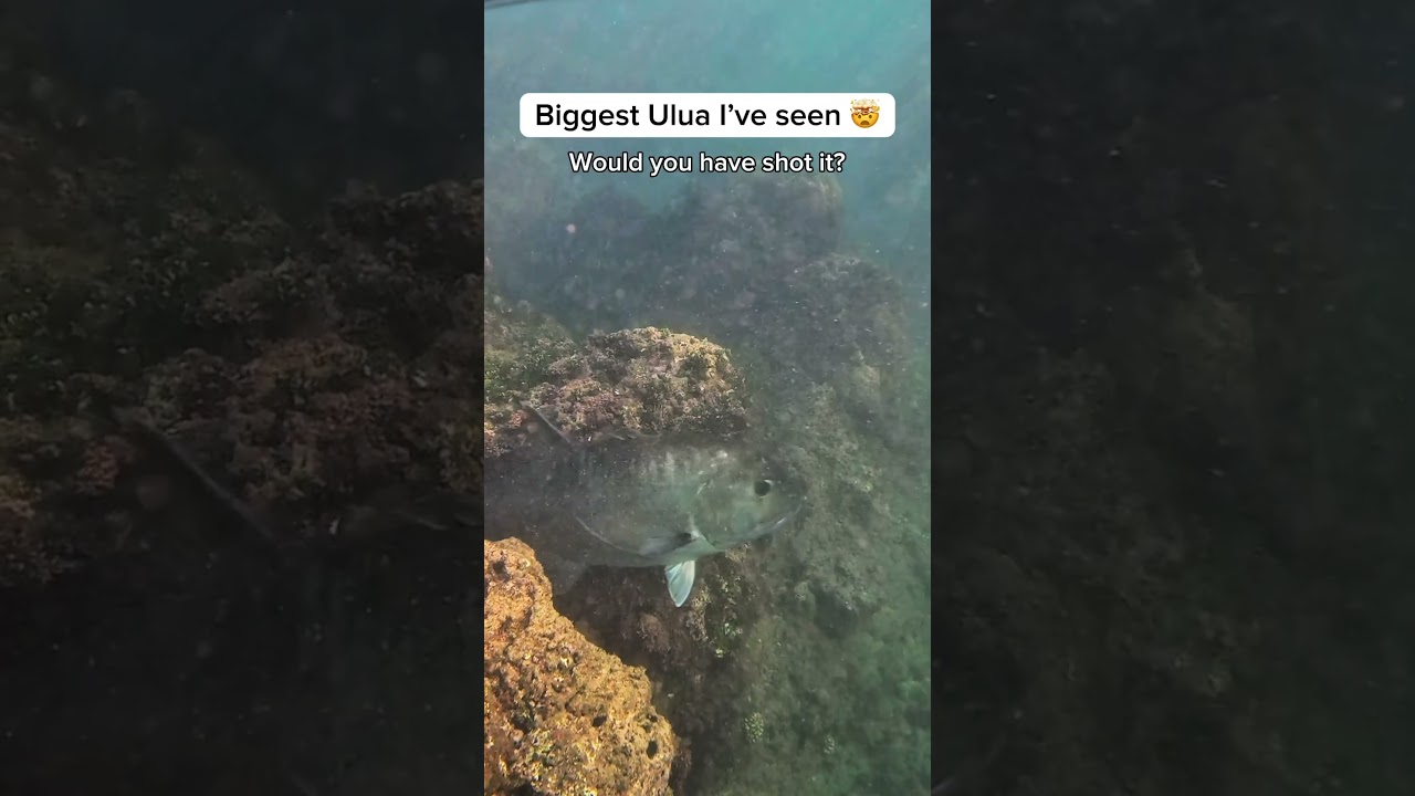 Massive ulua cruising in the shallows. #oahu #spearfishing #hawaii #ulua