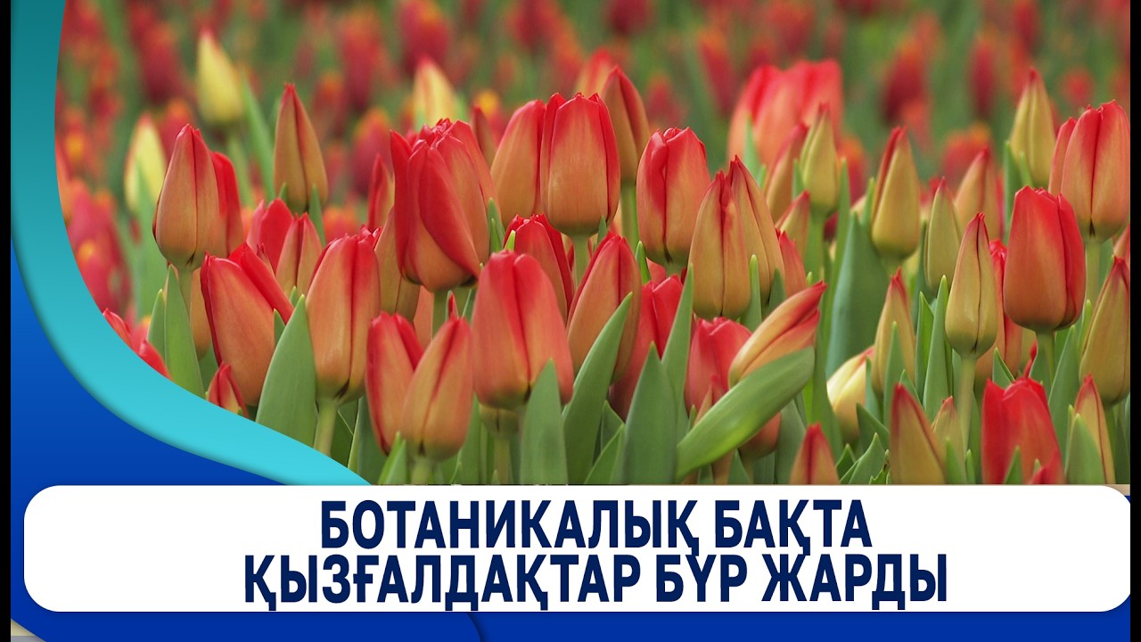 Ботаникалық бақта қызғалдақтар бүр жарды