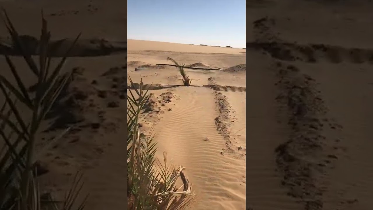 تسميد فسائل النخيل     بالرى الحديث. واسهل الطرق وبعض النصائح الهامه