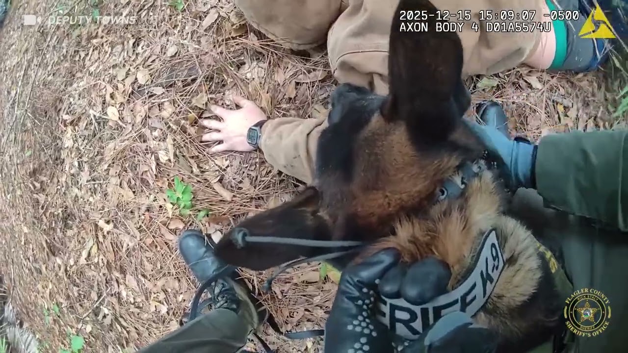 Служебная собака 
