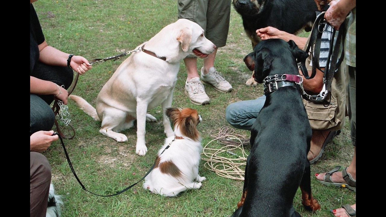 Hundeschule
