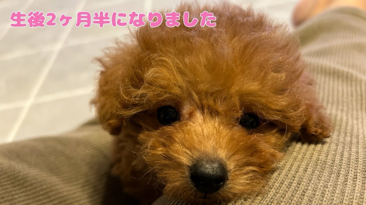 モコ、生後2ヶ月半になる