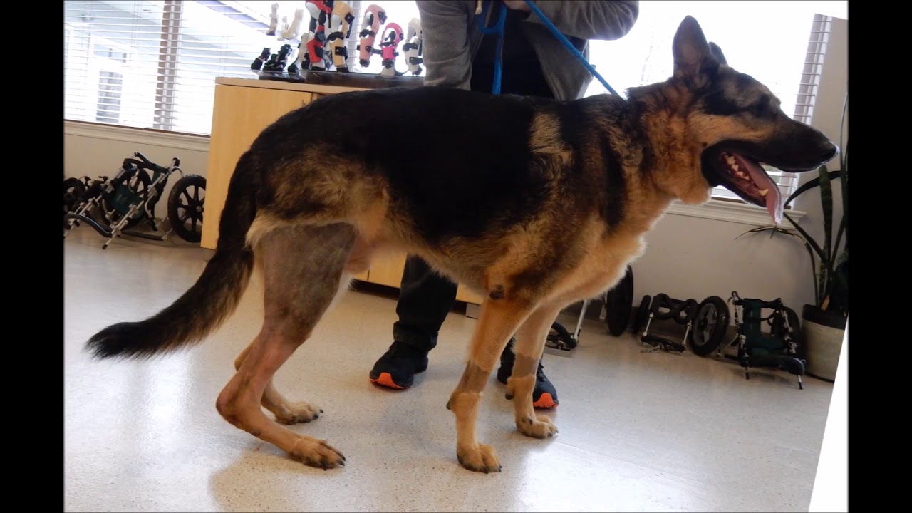 Sarge the German Shepherd with custom My Pet's Hock Brace