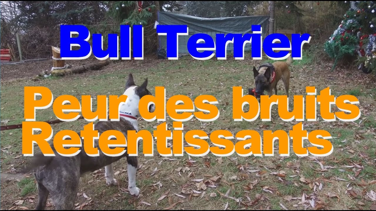 Bull Terrier chien craintif ou peureux ?
