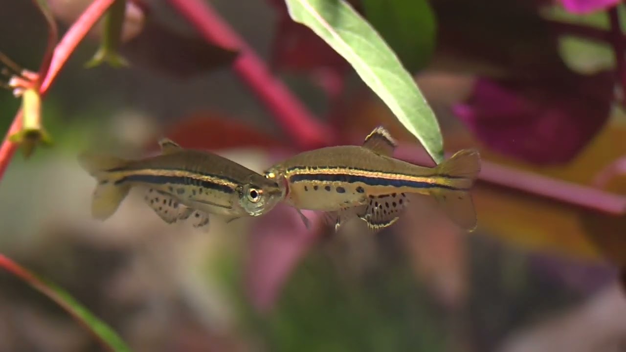 Spotted danio   Danio nigrofasciatus