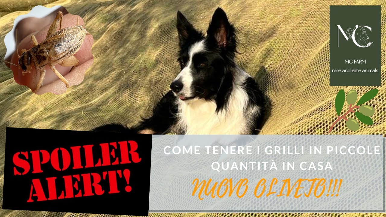 Tutorial: Come gestire pochi grilli. NUOVO PROGETTO AVVIATO - SPOILER!!!