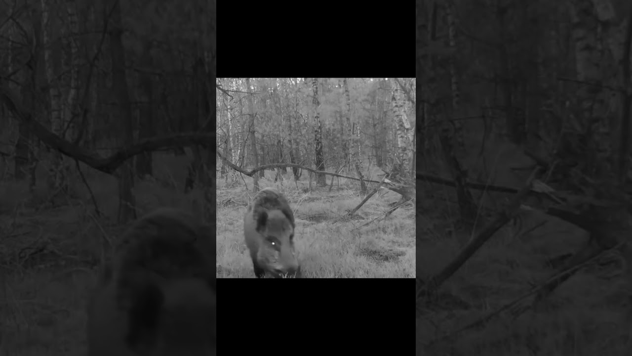 #hunting #lov #divljesvinje #wildboar #hunterxhunter #stg #subscribe #wildlife