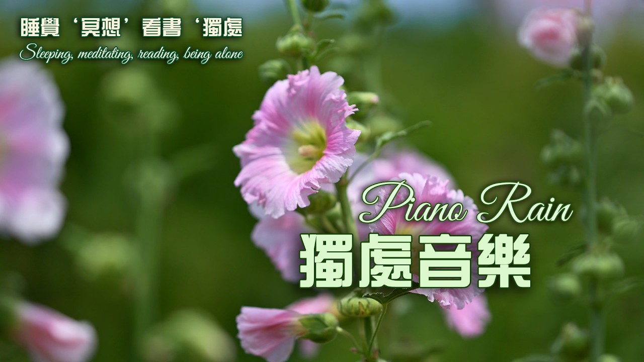 🌹 心的晨光 · 輕鋼琴之詩 Poem of the Heart · Piano in Morning Light #music #relaxing #放松 #冥想 #睡眠 #轻音乐