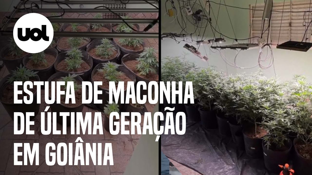 Estufa de maconha de '&uacute;ltima gera&ccedil;&atilde;o' &eacute; encontrada em bairro nobre de Goi&acirc;nia; veja v&iacute;deo