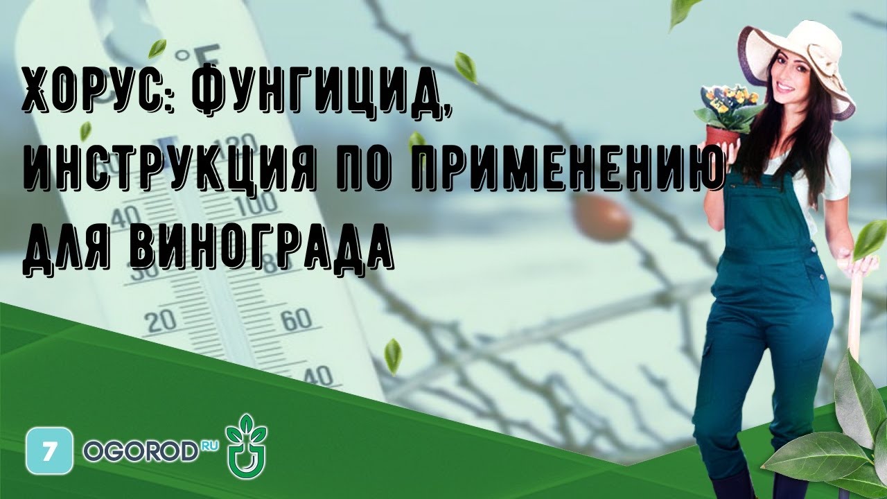 Хорус: фунгицид, инструкция по применению для винограда