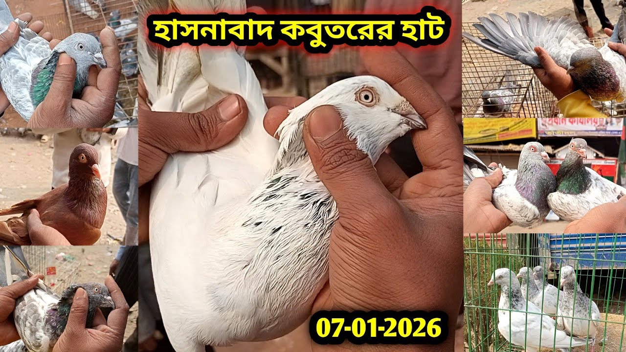 07-01-2026 হাসনাবাদ কবুতরের হাট | কম দামে কবুতর | কবুতরের হাট | পুরানা জাতের কবুতর | Pigeon price bd