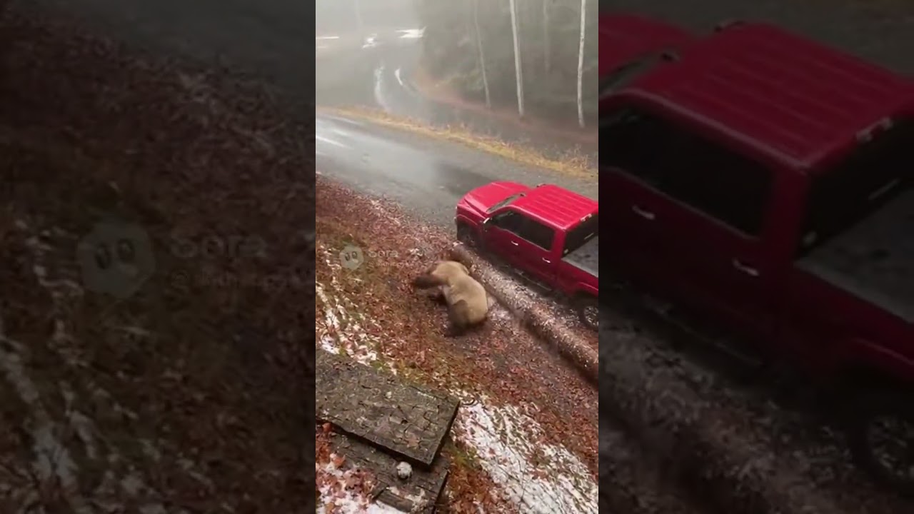 Sasquatch sighting 🚸 🐻-(kicking bear off route 67) #funny #comedy