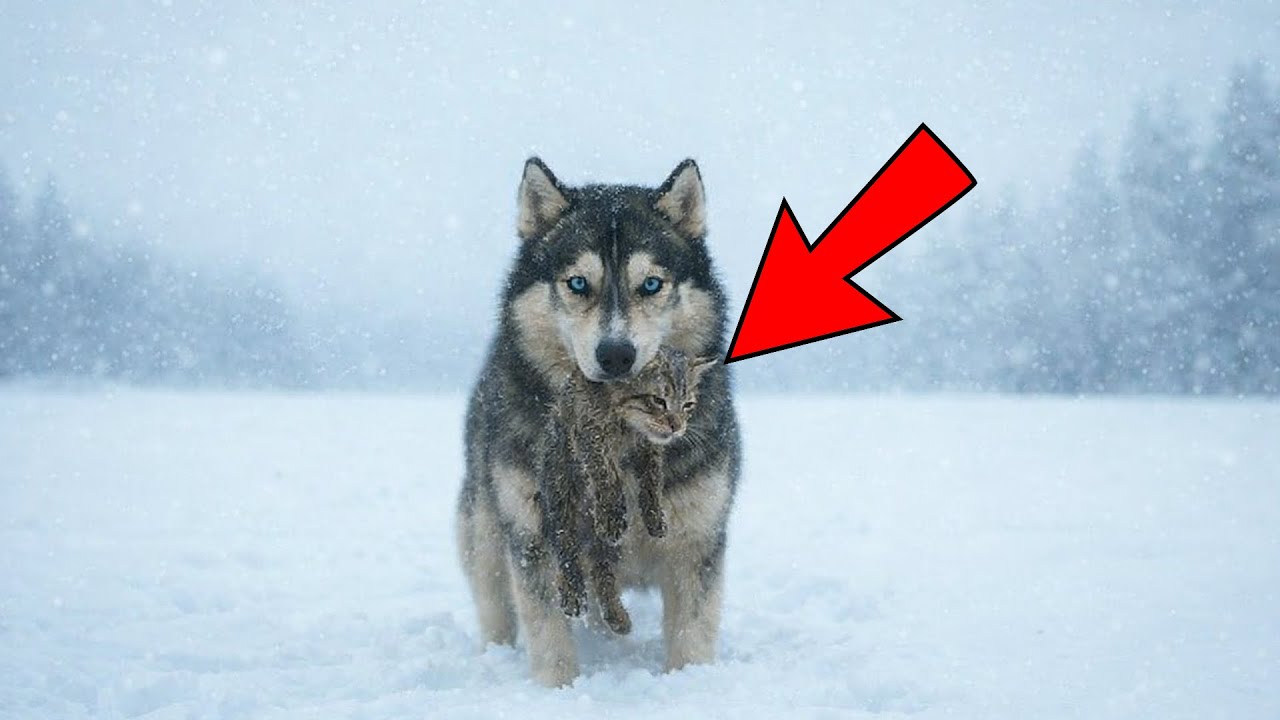Il suo padrone è morto 10 giorni fa. Poi questo husky ha sentito piangere dei cuccioli nella tempest