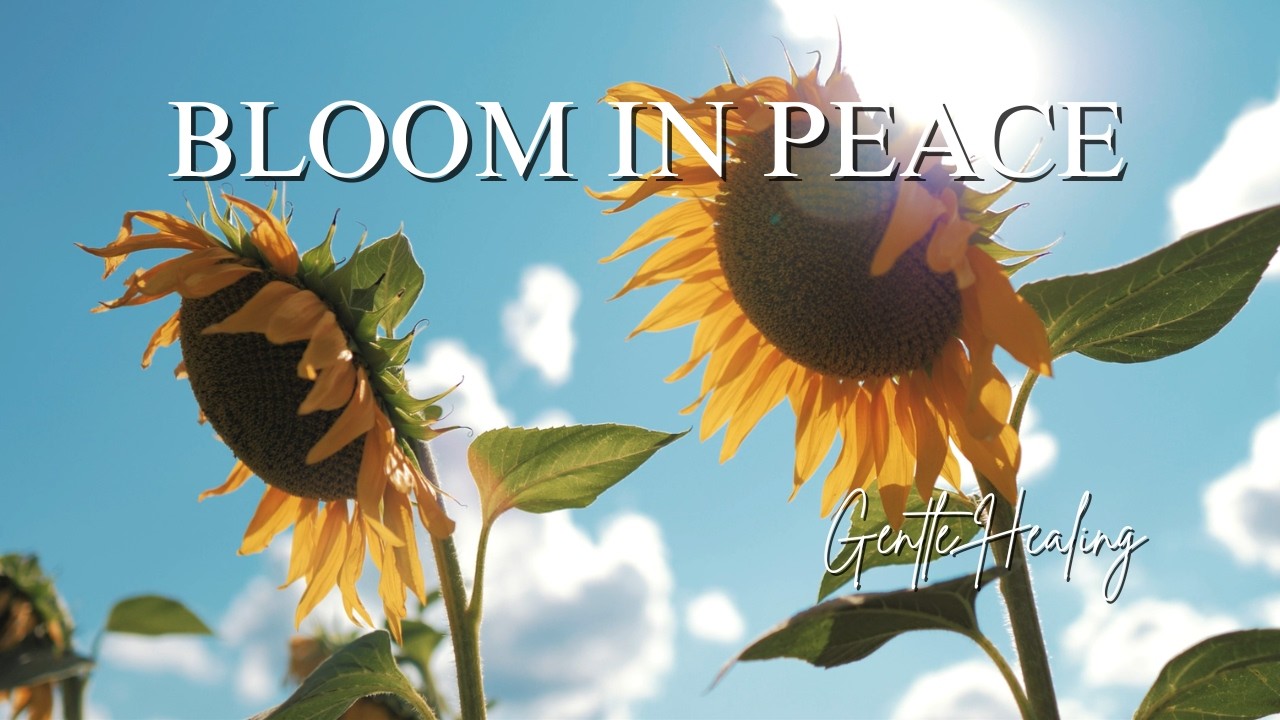 Golden Sunflower Fields 🌻 | 3 Hours Calm Ambient Music for Relaxation