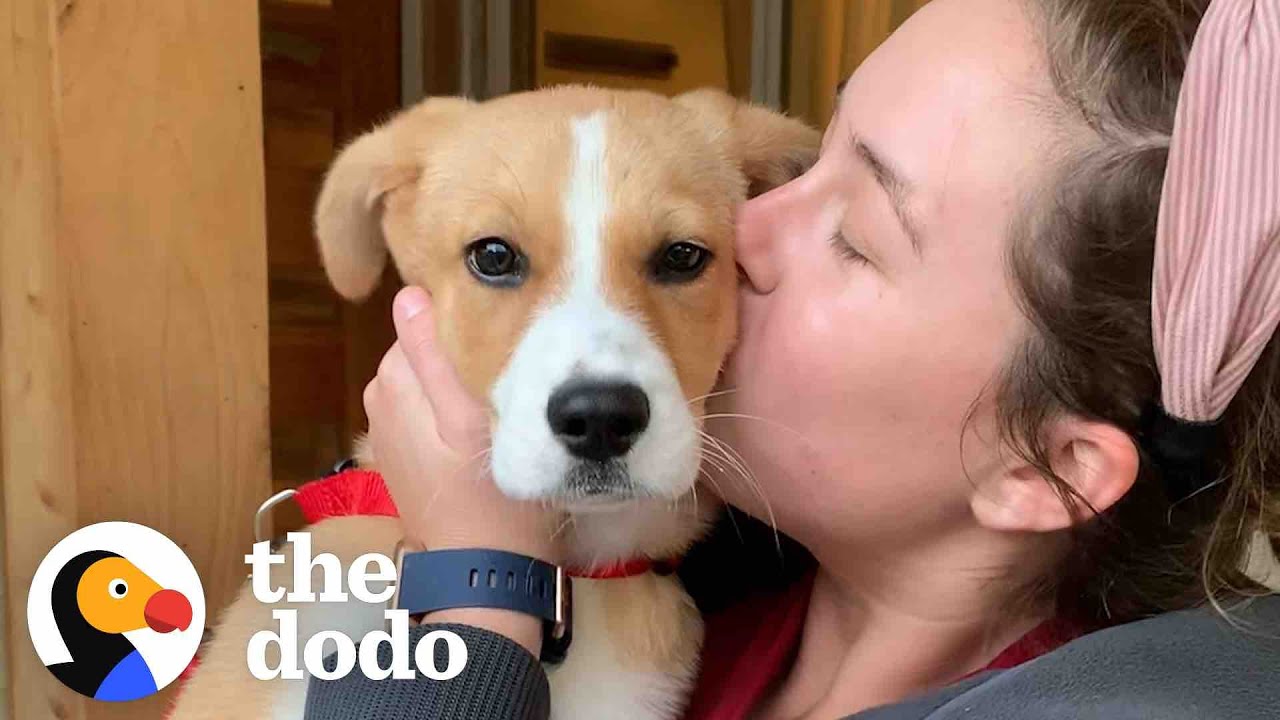 Puppy Who Couldn&rsquo;t Stop Crying At The Shelter Is So Happy In Her Forever Home | The Dodo