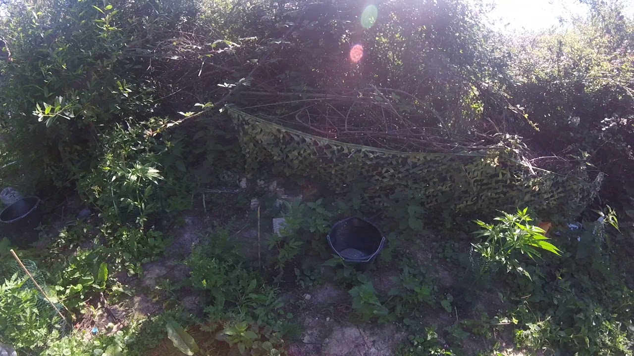 uk outdoor guerrilla weed 1/2