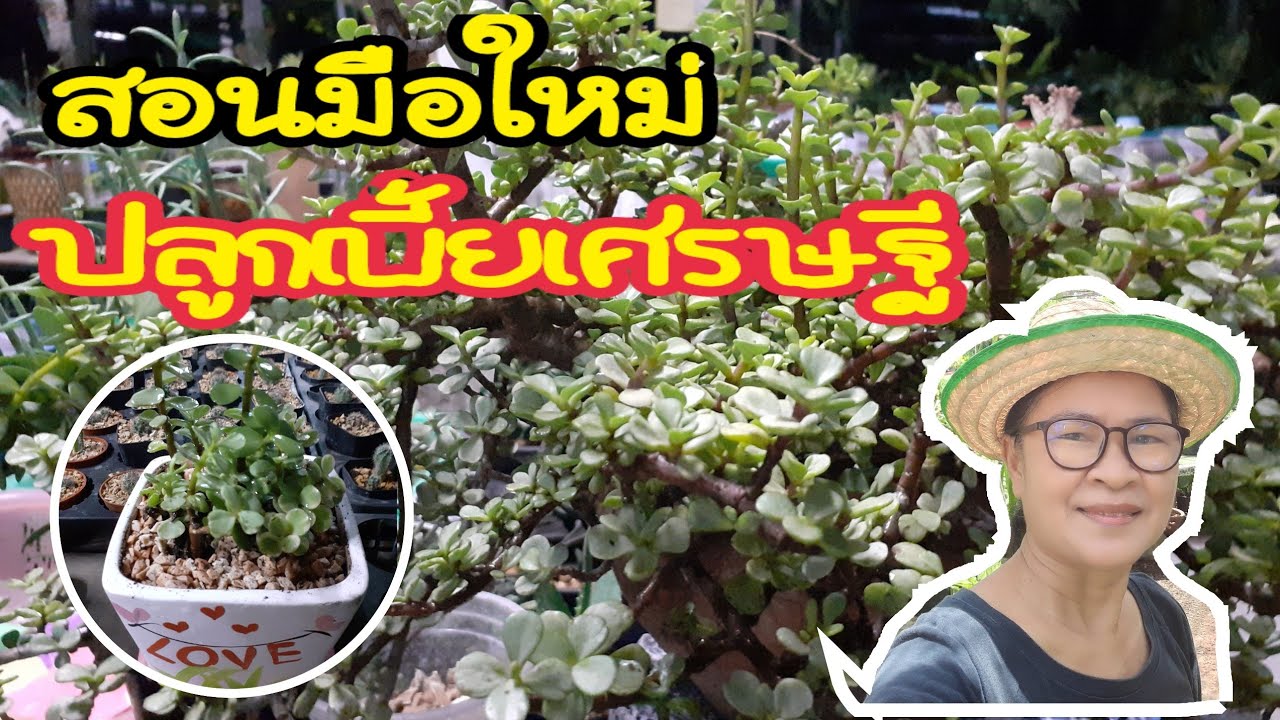 สอนมือใหม่ ปลูกเบี้ยเศรษฐี/นานาพันธุ์ไม้byนิตยา