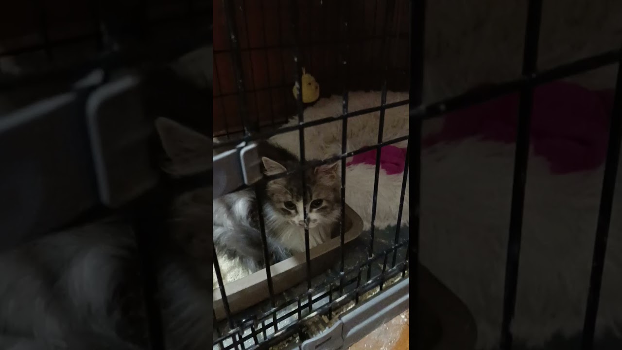 НЕМНОГО ХОРОШИХ НОВОСТЕЙ😻