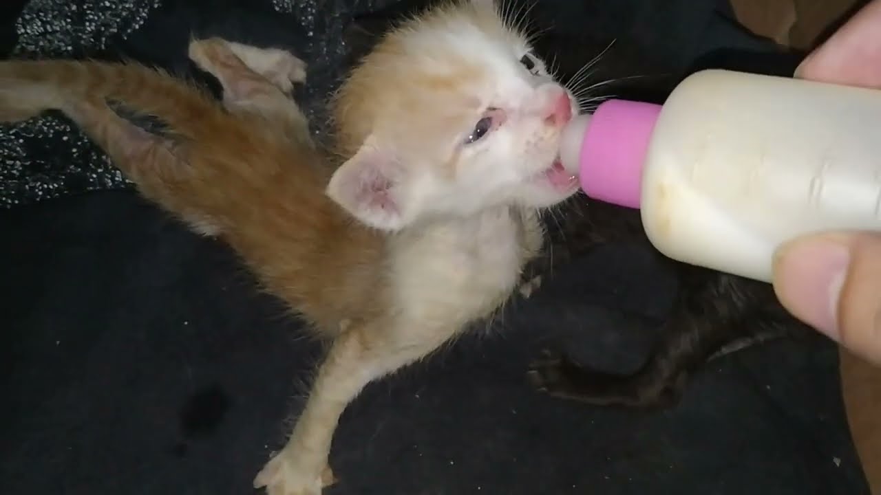 Rescue Orphan Kittens Doing Well With Bottle Feeding They Are Doing Amazing After Rescue