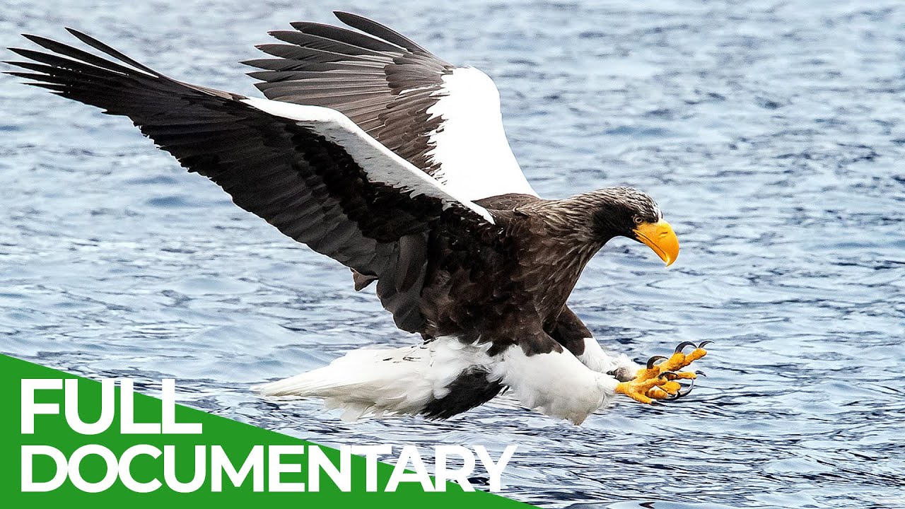 Wildest Islands | Japan - Islands of Extremes | Free Documentary Nature