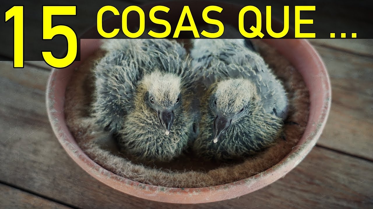 COLOMBOFILIA#Mensajeras🎙️NO deber&iacute;amos OLVIDAR jam&aacute;s cuando el objetivo es criar buenos PICHONES.