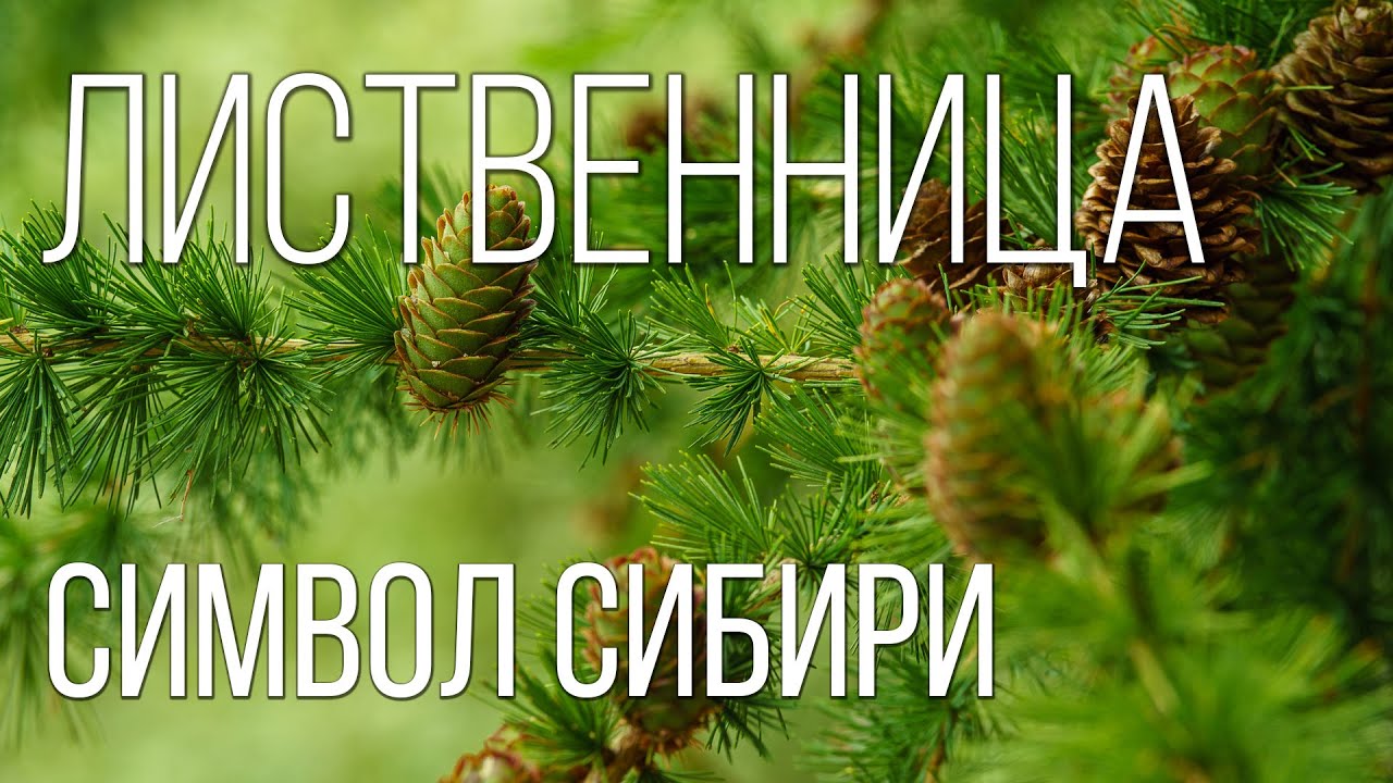 Лиственница: Символ Северных Лесов | Интересные факты про лиственницу