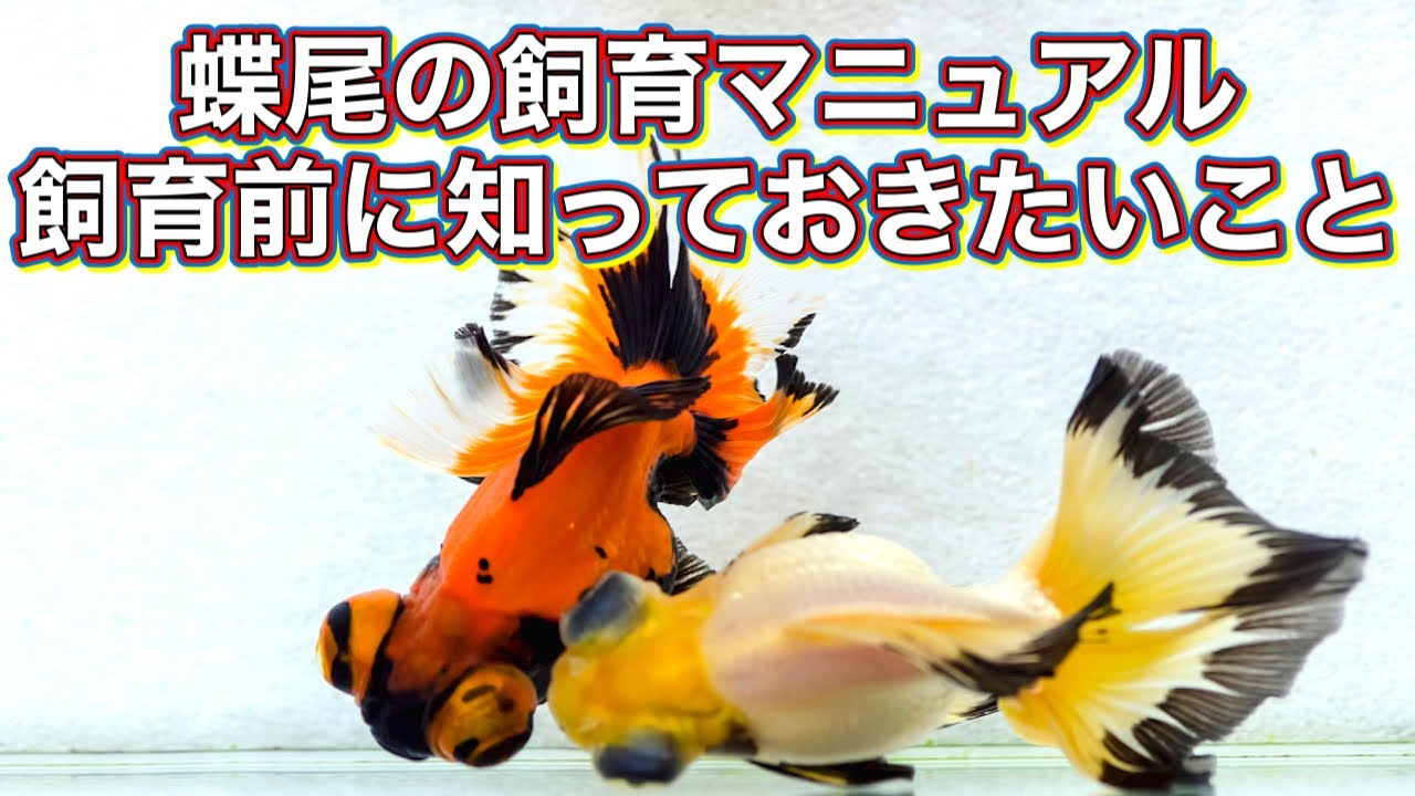 【金魚の飼い方】蝶尾とは？魅力と飼い方の基本を学ぶ