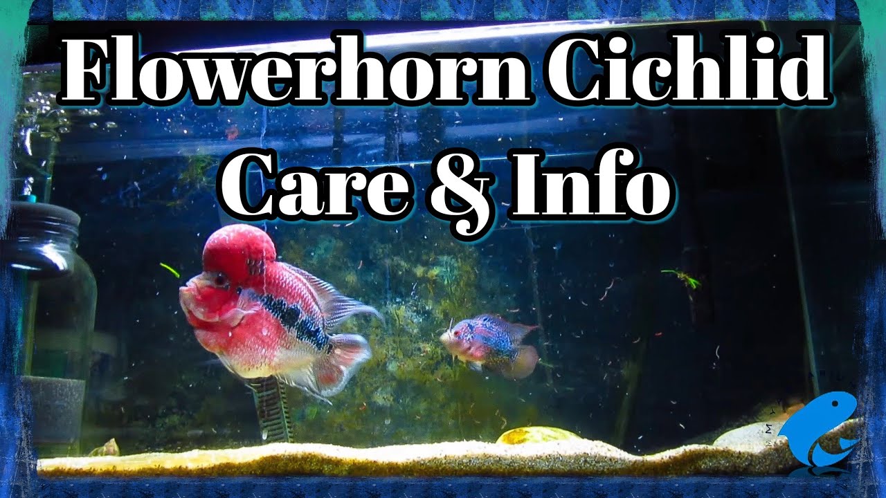Flowerhorn Cichlid Fish Care Guide and Information