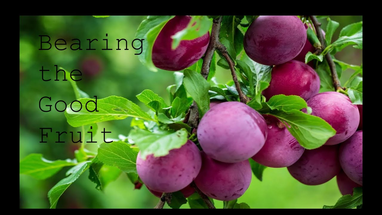 Bearing the good fruit.