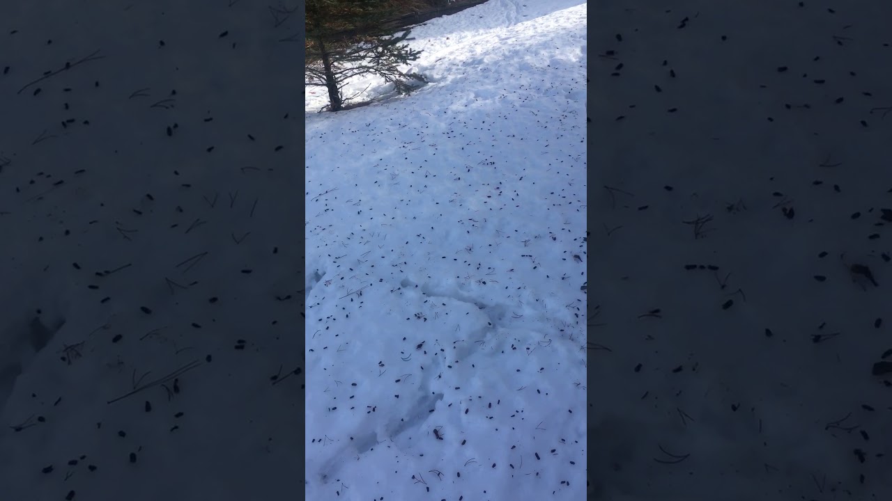 Flying squirrel tracks/tunnels in snow