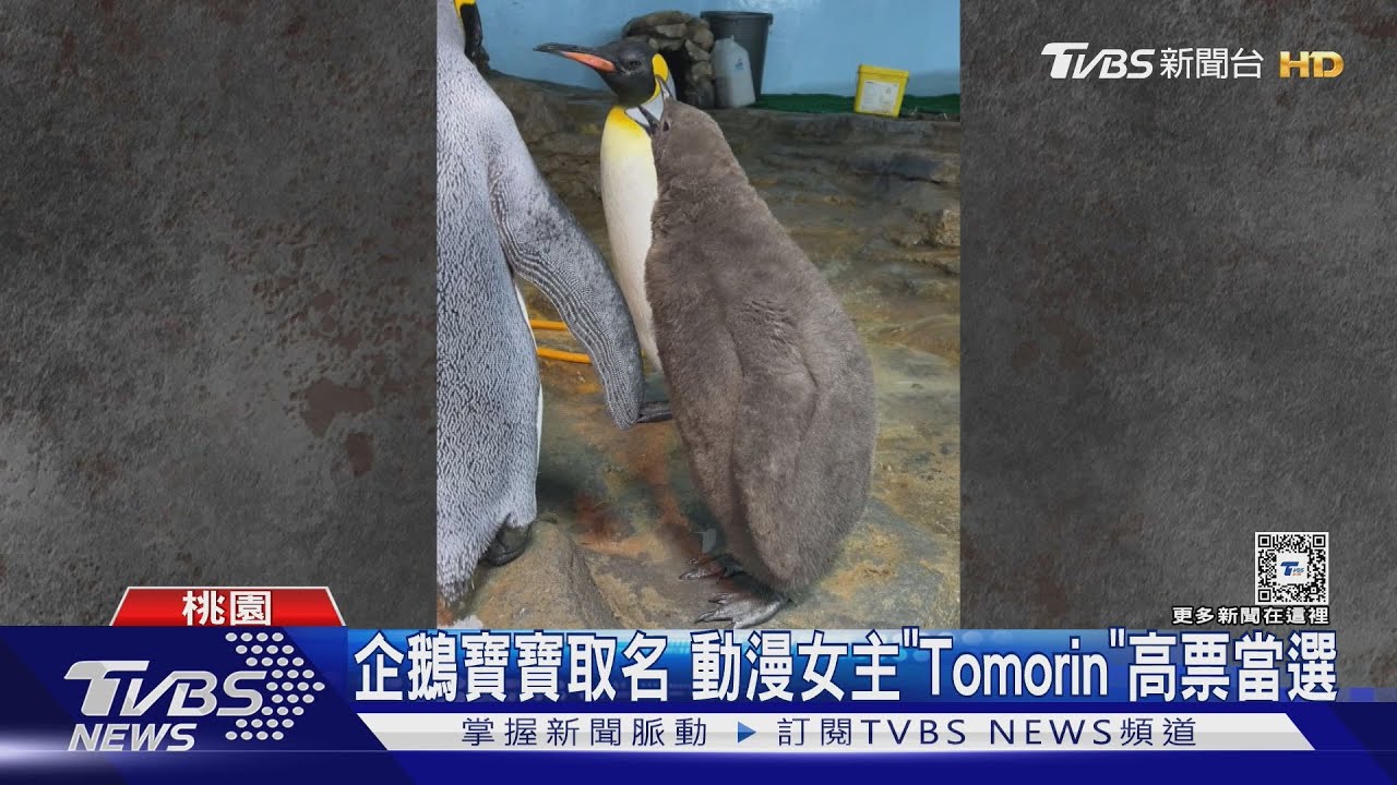 企鵝寶寶取名 動漫女主「Tomorin」高票當選｜TVBS新聞 @TVBSNEWS01