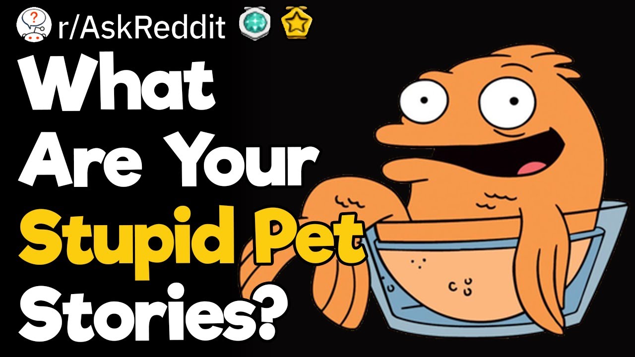 What Are Your Stupid Pet Stories?
