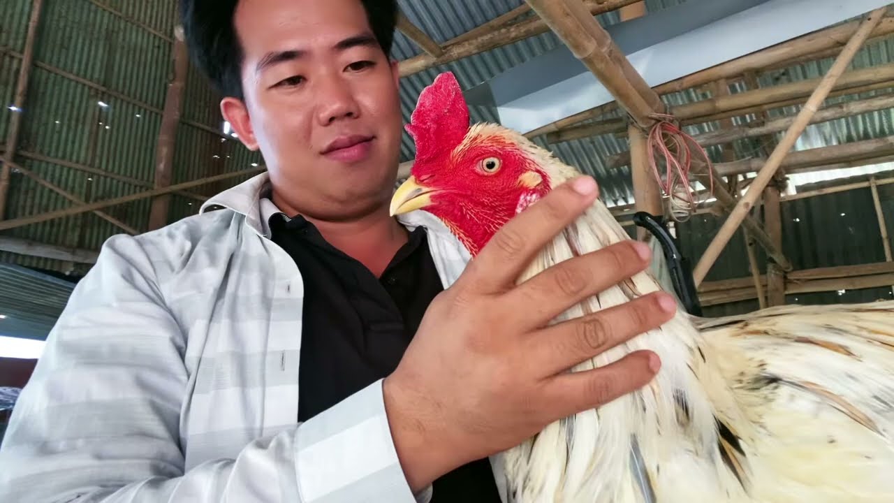 Nuôi g.à đẹp thất sơn lên tốp g.à mới ./lh(.0.3.9.2.9.4.9.4.1.2)/