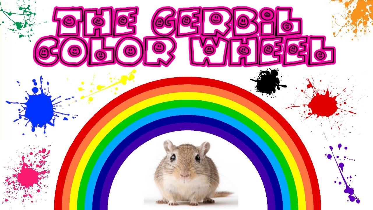 Gerbil Colors & Genetics